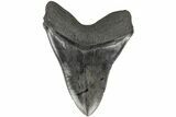 Serrated, Fossil Megalodon Tooth - Collector Quality #204589-2